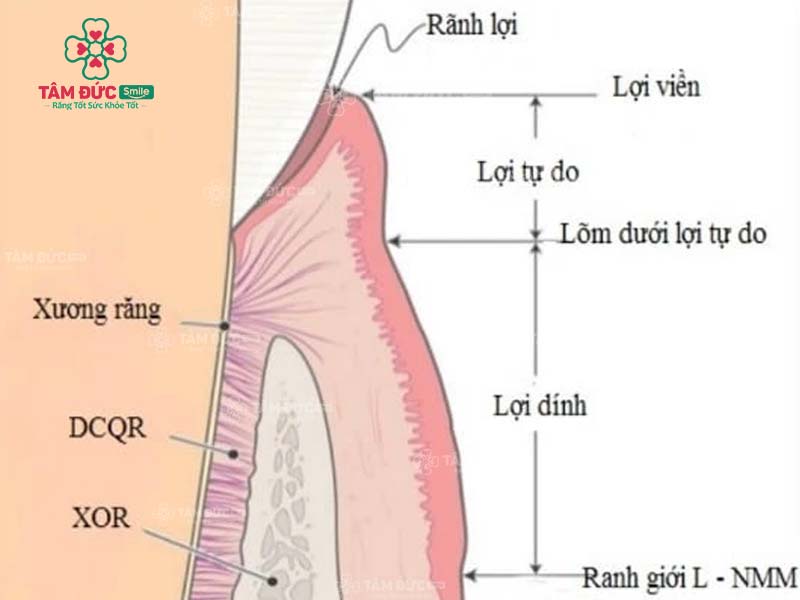 sơ đồ cấu tạo nướu răng