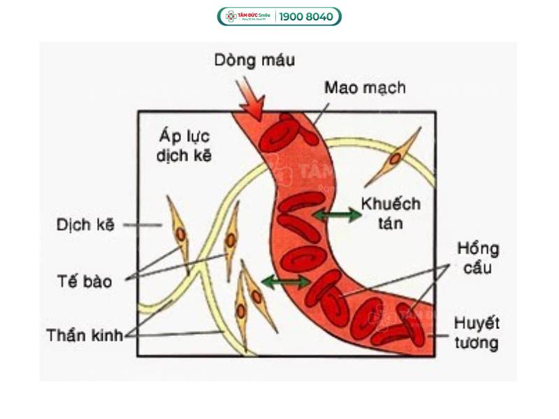 dịch cơ thể là gì, dịch cơ thể gồm những gì