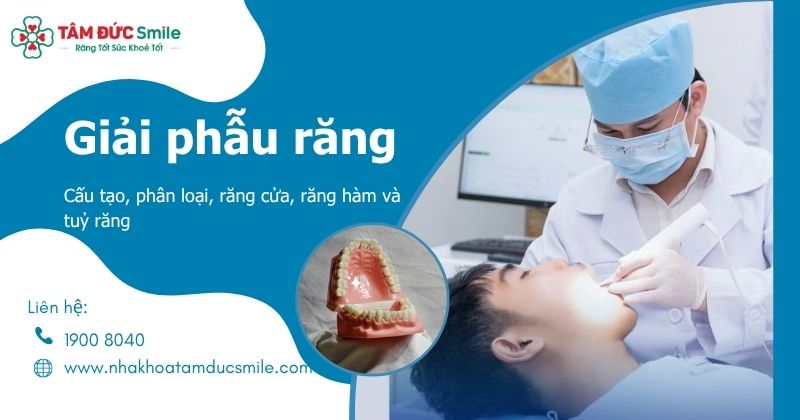 Giải phẫu răng người: Cấu tạo, phân loại, răng cửa, răng hàm và tuỷ răng