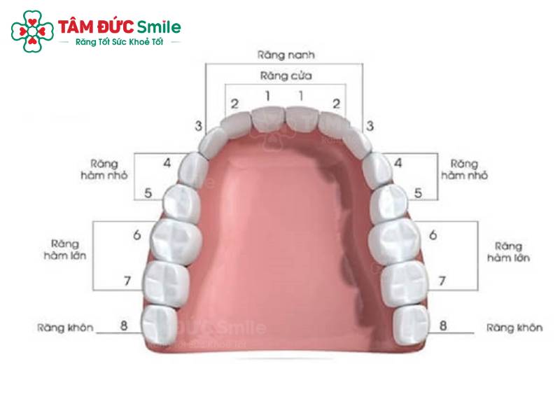 hàm răng người trưởng thành có bao nhiêu cái 