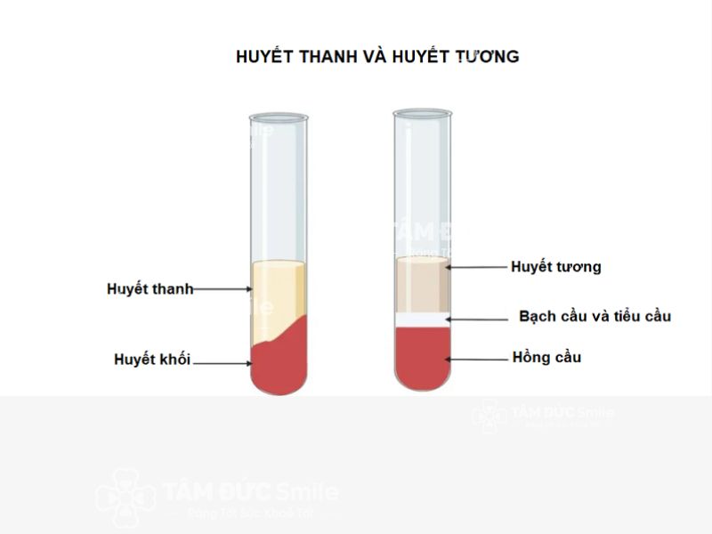 huyết thanh là cái gì