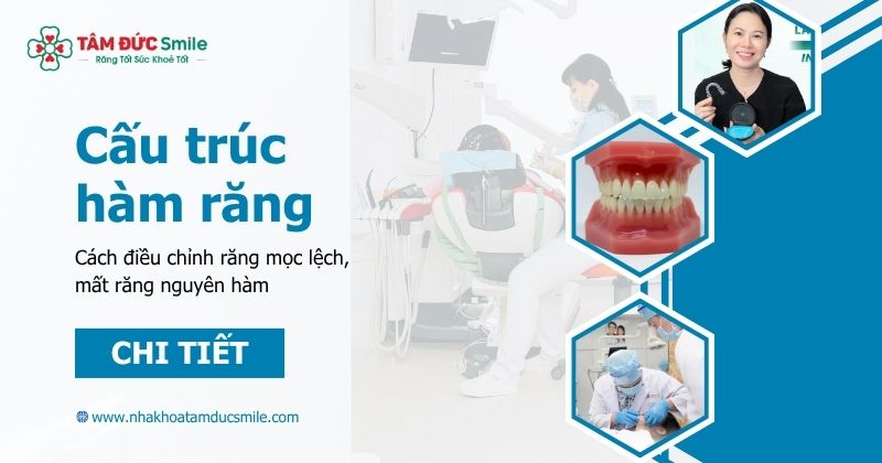 Khám phá cấu trúc hàm răng, cách điều chỉnh răng mọc lệch, mất răng nguyên hàm