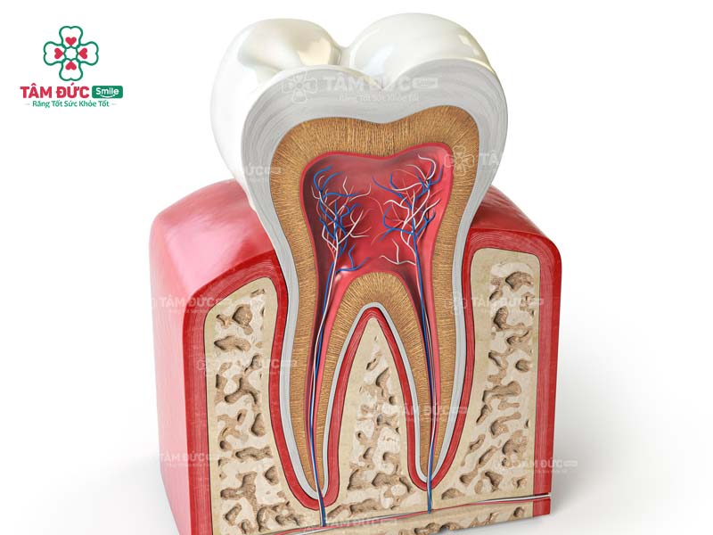 cấu tạo hình thể răng