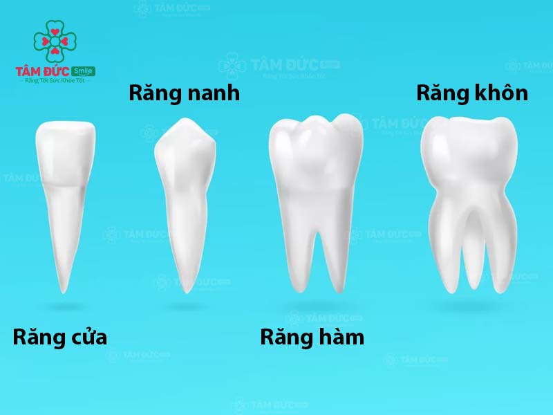 KHÁM PHÁ HÌNH THỂ RĂNG - LỢI ÍCH CỦA MỘT HÀM RĂNG CHUẨN