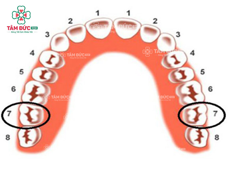 vị trí răng số 7