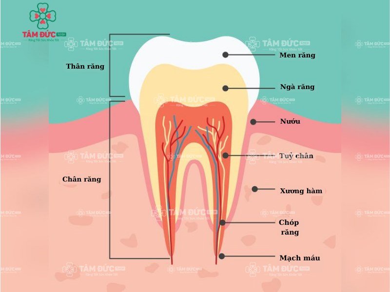 cấu tạo ngà răng giải đáp thắc mắc ngà răng là gì