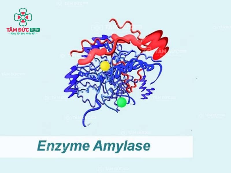 nước bọt có enzyme gì