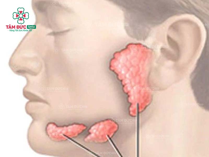 vị trí của tuyến nước bọt