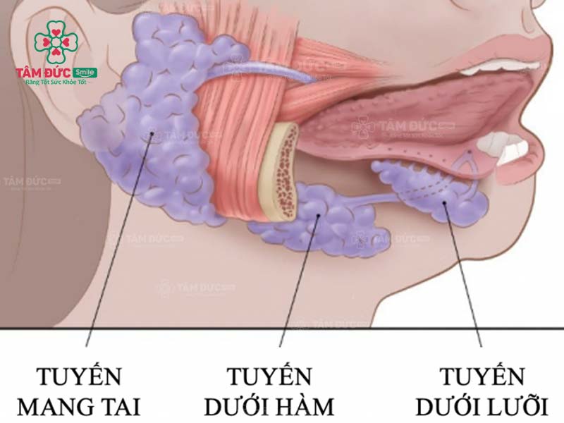 nước bọt có enzyme gì