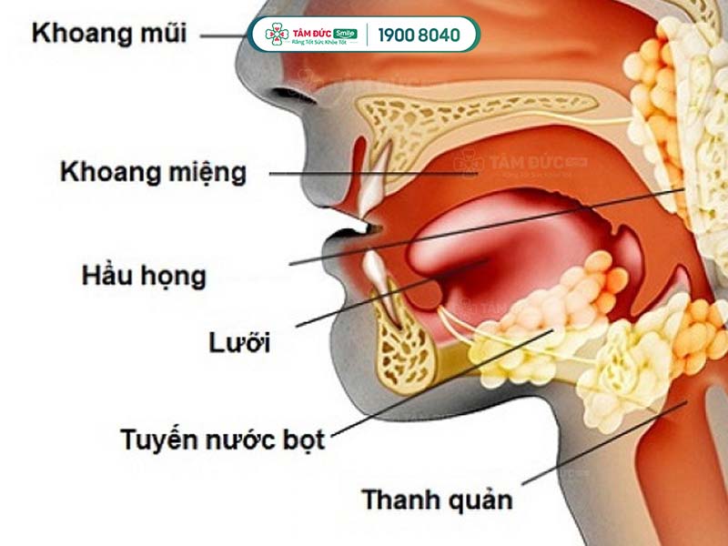 nước bọt sáng sớm có tác dụng gì