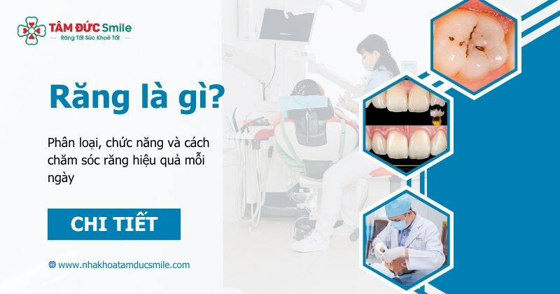 Răng là gì? Phân loại, chức năng và cách chăm sóc răng hiệu quả mỗi ngày