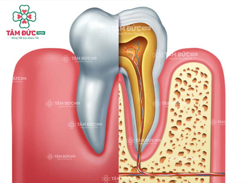 cấu tạo răng cối