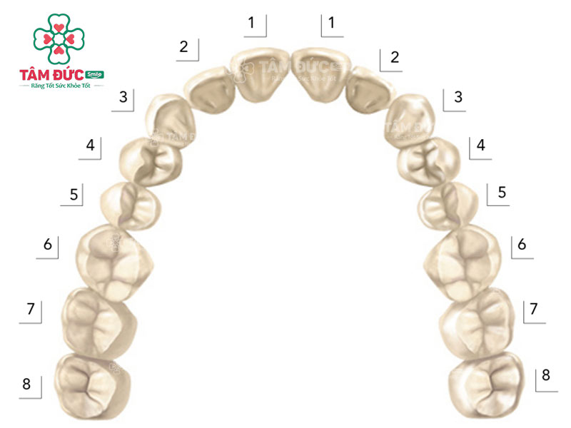 bảng đánh số thứ tự các răng trong cung hàm