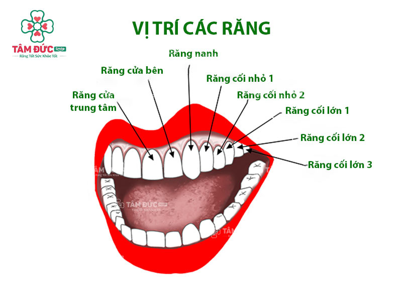 răng nanh là răng số mấy