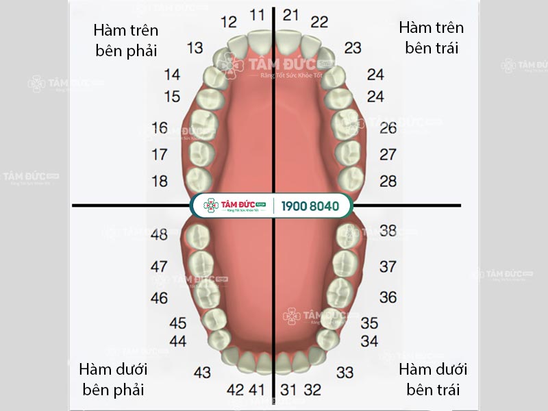 vị trí của các răng trên cung hàm