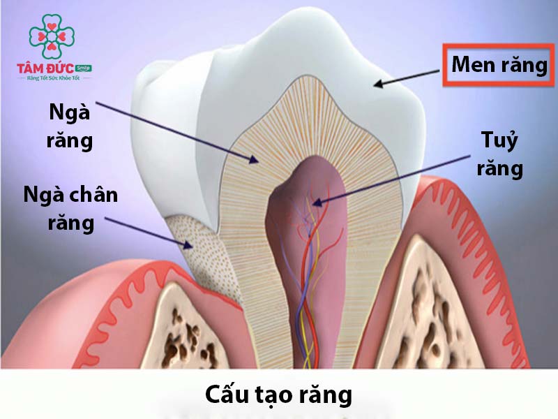 cấu tạo răng giúp giải đáp men răng là gì