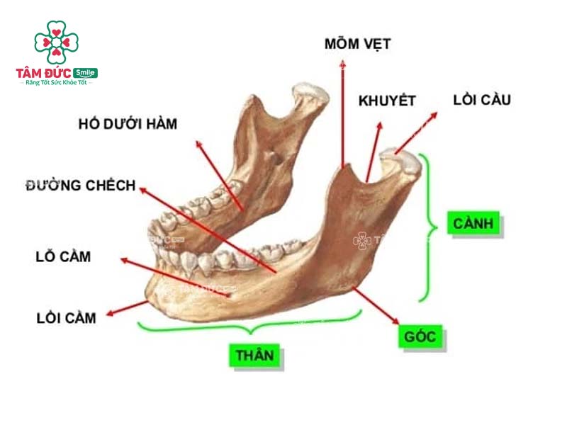 xương hàm là gì