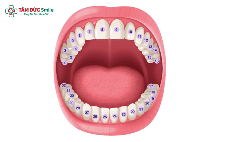 Tổng số răng được chia thành 8 răng cửa, 4 răng nanh, 8 răng hàm nhỏ và 12 răng hàm lớn (gồm 4 răng khôn)