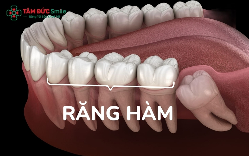 Vị trí nhóm răng hàm nằm sâu phía trong cung răng, đảm nhận vai trò ăn nhai chính.
