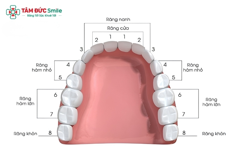 Sự khác biệt về kích thước và mặt nhai giữa răng tiền hàm (nhỏ) và răng hàm lớn.