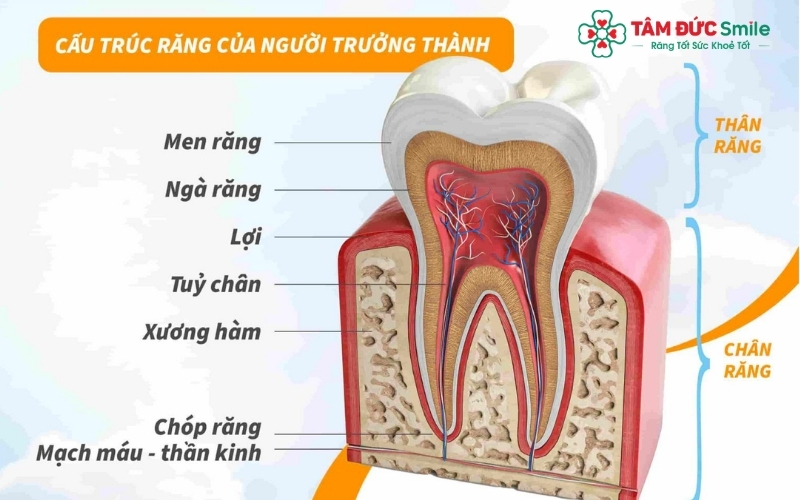 Cấu tạo chi tiết các lớp của răng hàm: Men răng bảo vệ bên ngoài và tủy răng chứa thần kinh ở bên trong
