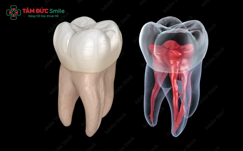 Cấu tạo chân răng: Bộ phận quan trọng neo giữ và duy trì sự ổn định cho hàm răng