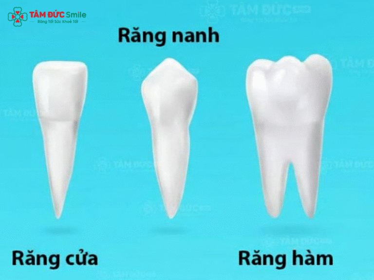 Tìm hiểu cấu tạo răng người: Men răng, ngà răng, tủy răng và chức năng ...