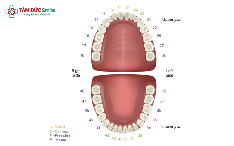 Người có 28 răng thuộc nhóm trường hợp phổ biến và không bất thường