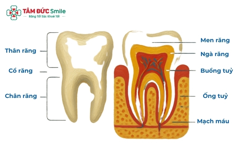 Cấu tạo chi tiết của một chiếc răng khỏe mạnh gồm các lớp mô bảo vệ bên ngoài và hệ thống mạch máu, thần kinh nằm tại trung tâm (tủy răng).