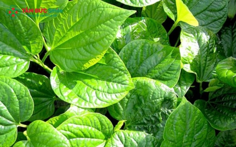 Lá lốt chứa các hoạt chất có tính kháng khuẩn tự nhiên, hỗ trợ giảm đau và ức chế vi khuẩn tạm thời nhưng không thể làm lành lỗ sâu răng.